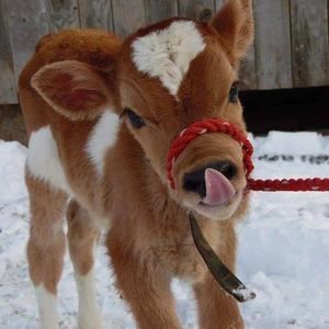 Meet your Posher, Jeanne